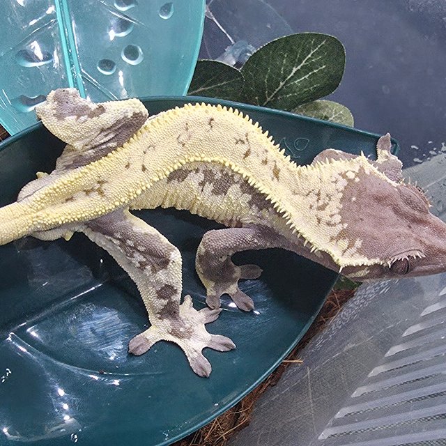 릴리 세이블 릴리화이트 세이블