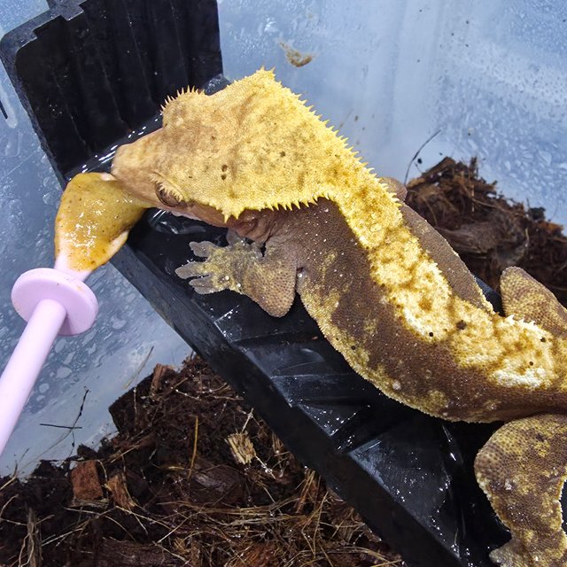 레드 할리퀸 플레임