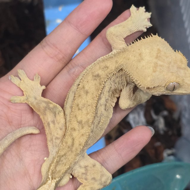 옐로우 팬텀 핀스트라이프