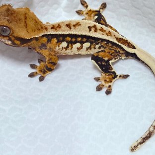 트라이 쿼드 텐저린