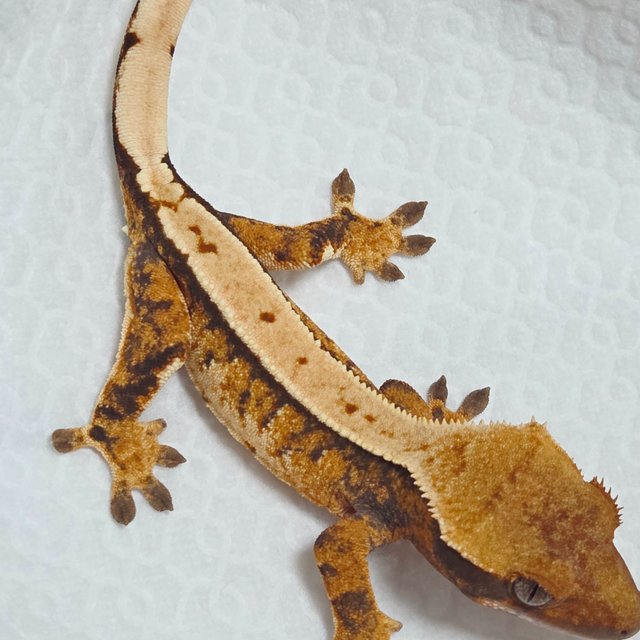 트라이 익스트림할리퀸