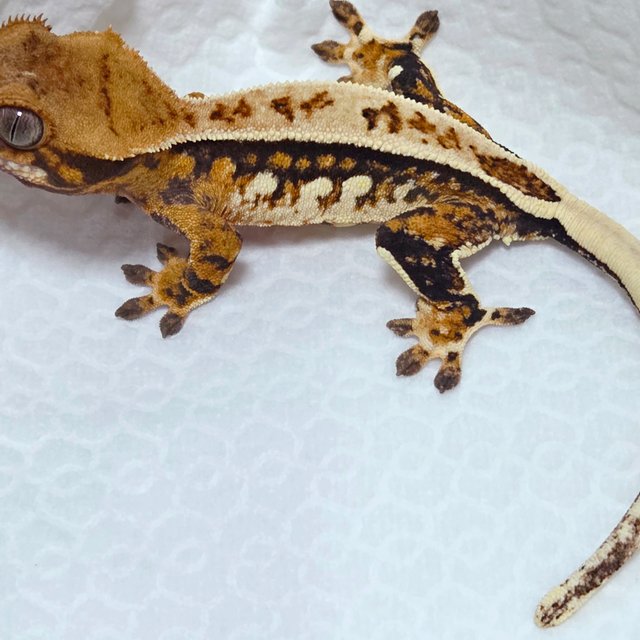 트라이 쿼드 텐저린