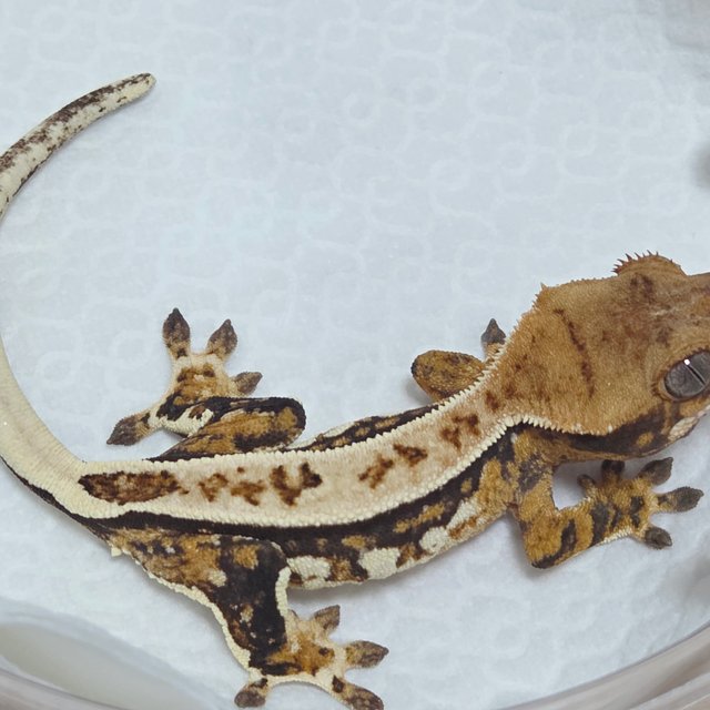 트라이 쿼드 텐저린