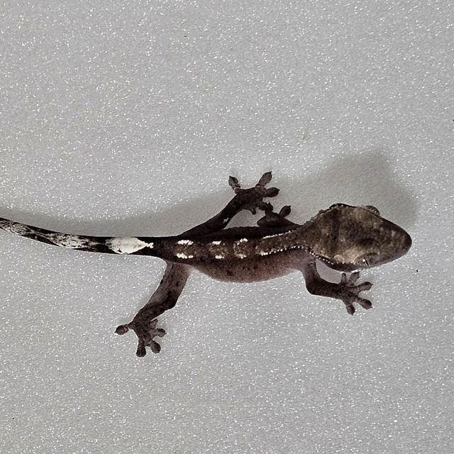 아잔틱 달마시안