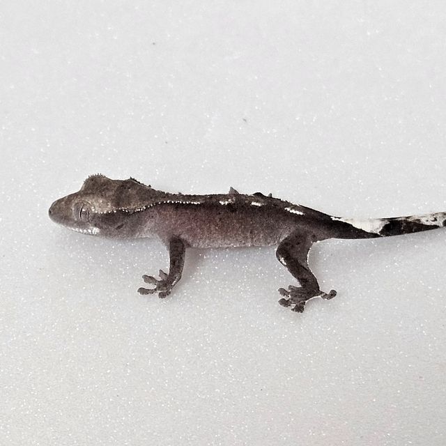 아잔틱 달마시안