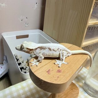레드 릴리화이트