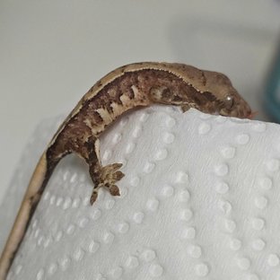 노멀 트라이 할리퀸