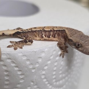 노멀 트라이 할리퀸