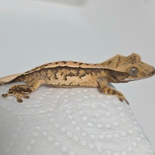 노멀 트라이 쿼드