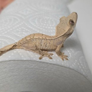 노멀 화이트스팟 트라이