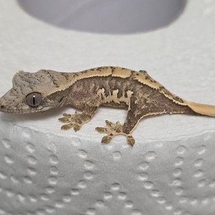 노멀 트라이 할리퀸