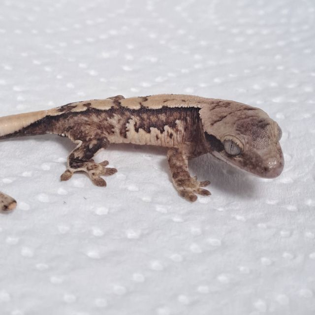 노멀 쿼드 트라이