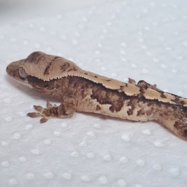 노멀 쿼드 트라이