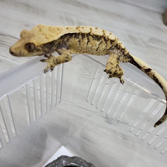 익스트림할리퀸 트라이