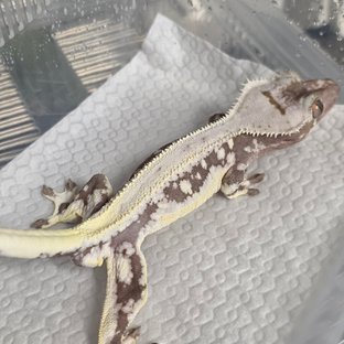 릴잔틱 솔리드백 풀핀 아잔틱