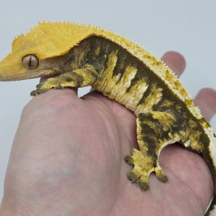 노멀 익스트림할리퀸 화이트핀