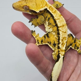 노멀 화이트핀 익스트림할리퀸