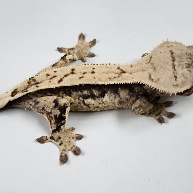 노멀 핀스트라이프 풀핀 쿼드