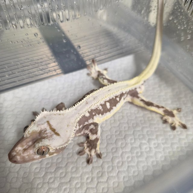 릴잔틱 솔리드백 풀핀 아잔틱