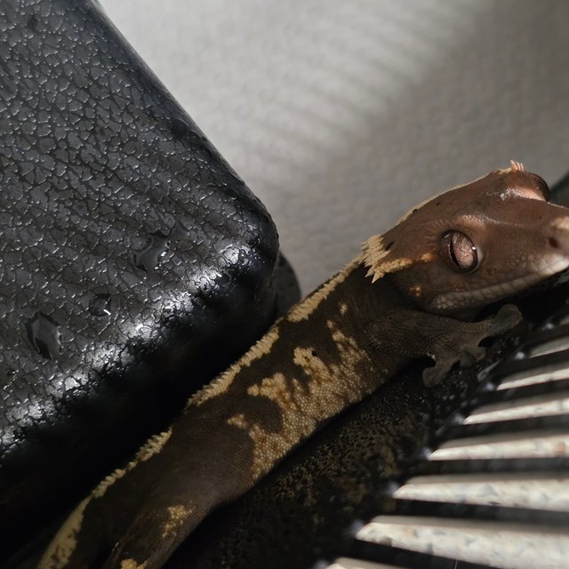 세이블 화이트스팟