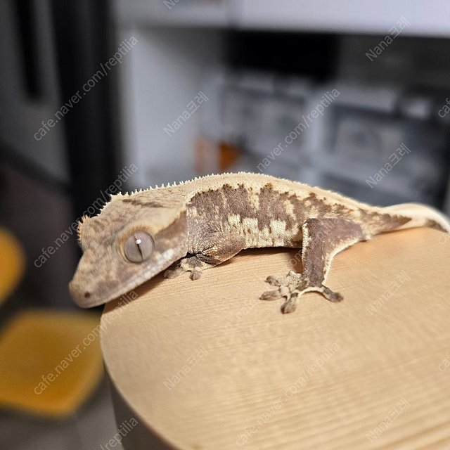 릴리100%헷아잔틱 레드