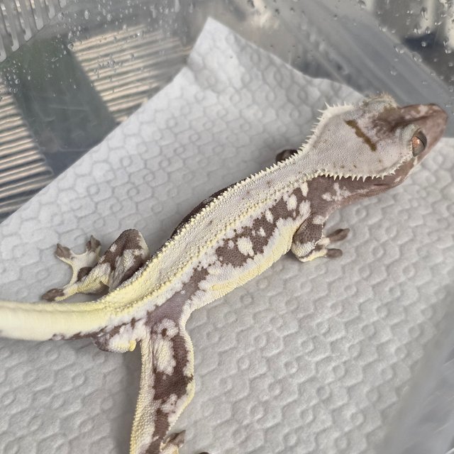 릴잔틱 솔리드백 풀핀 아잔틱