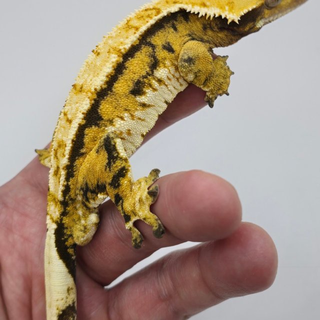 노멀 화이트핀 익스트림할리퀸