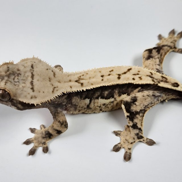 노멀 핀스트라이프 풀핀 쿼드