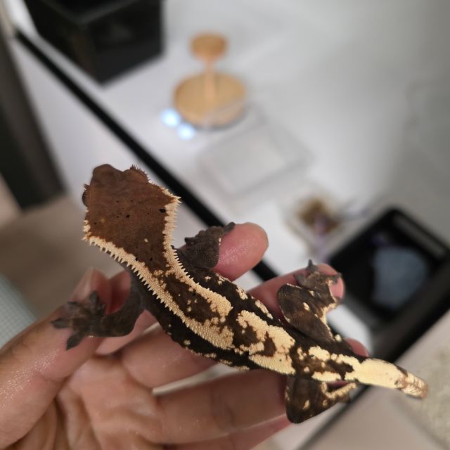 세이블