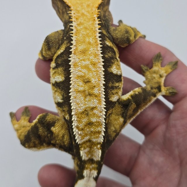 노멀 익스트림할리퀸 화이트핀