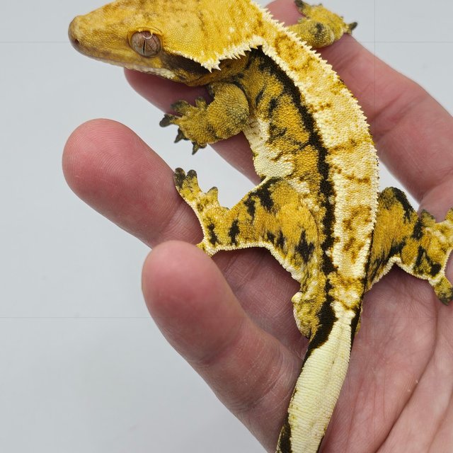 노멀 화이트핀 익스트림할리퀸