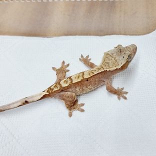 레디