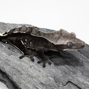 솔로(돌맹이 부)