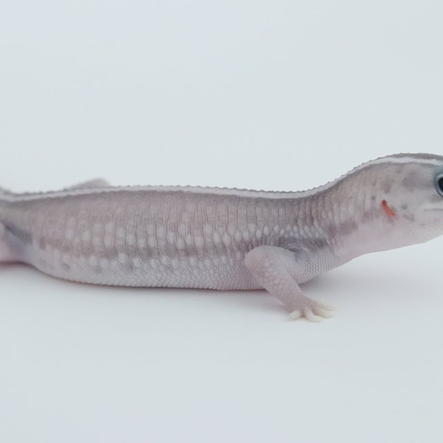 고스트 오레오 패턴리스