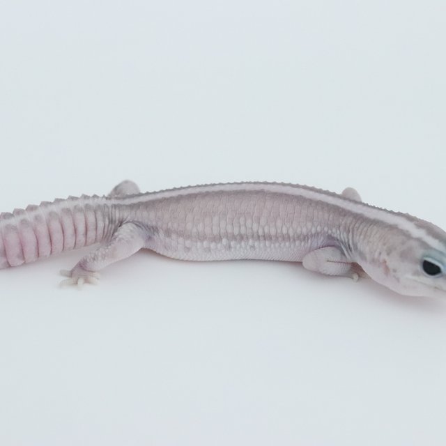 고스트 오레오 패턴리스