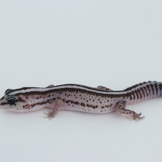 오레오 패턴리스