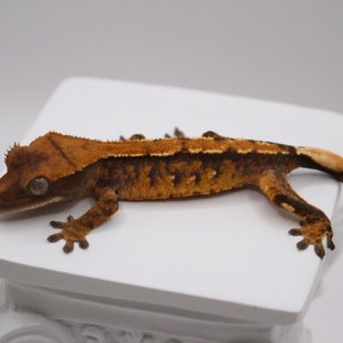 노멀 트라이 텐저린