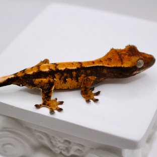 노멀 트라이 텐저린