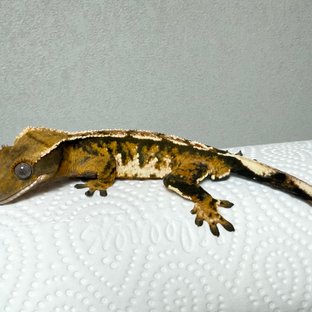 노멀 텐저린 화이트핀 트라이