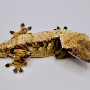 노멀 트라이 드리피 화이트스팟