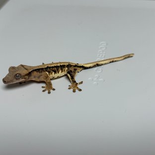 트라이 릴리화이트