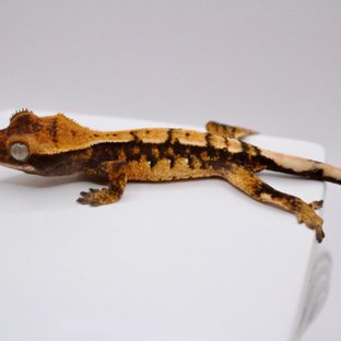 노멀 텐저린 트라이