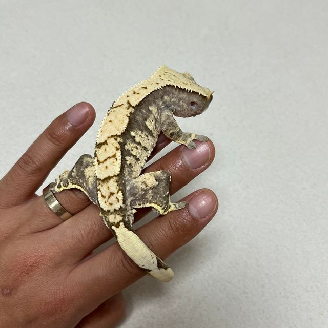 익스트림할리퀸 트라이