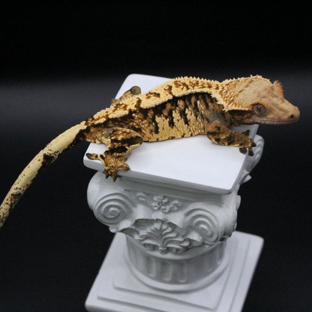 노멀 텐저린 화이트크라운 트라이 다크