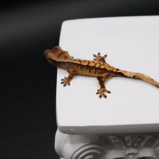 노멀 텐저린 트라이 화이트스팟