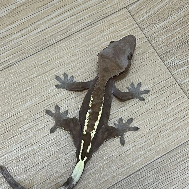 카푸치노