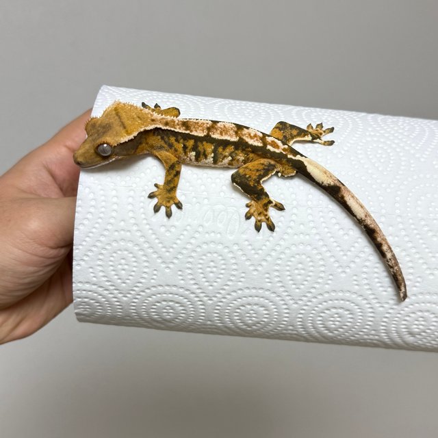 노멀 텐저린 화이트핀 트라이