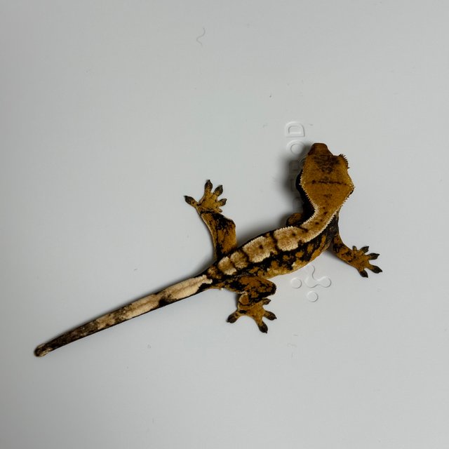 노멀 트라이 텐저린