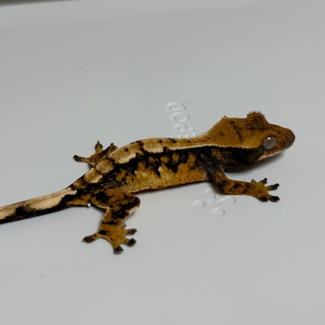 노멀 트라이 텐저린