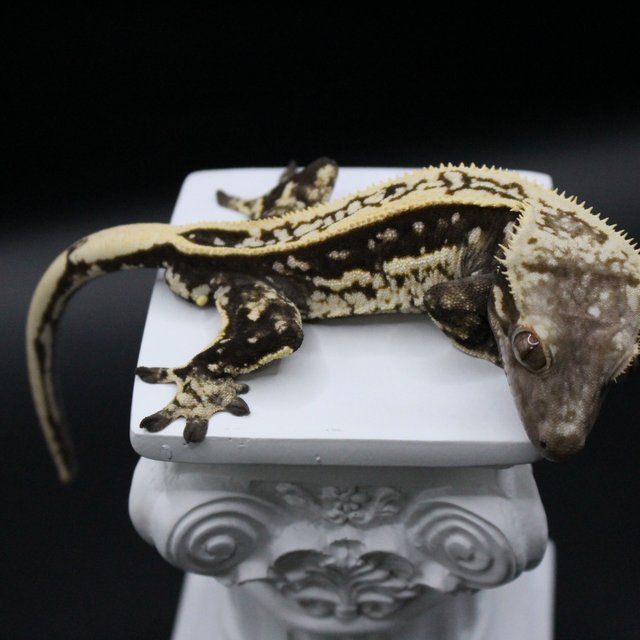 풀핀 핀스트라이프 엠티백 화이트핀 블랙